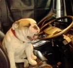 TRACY LAWRENCE'S 2 YEAR-OLD BULL DOG--STOLEN